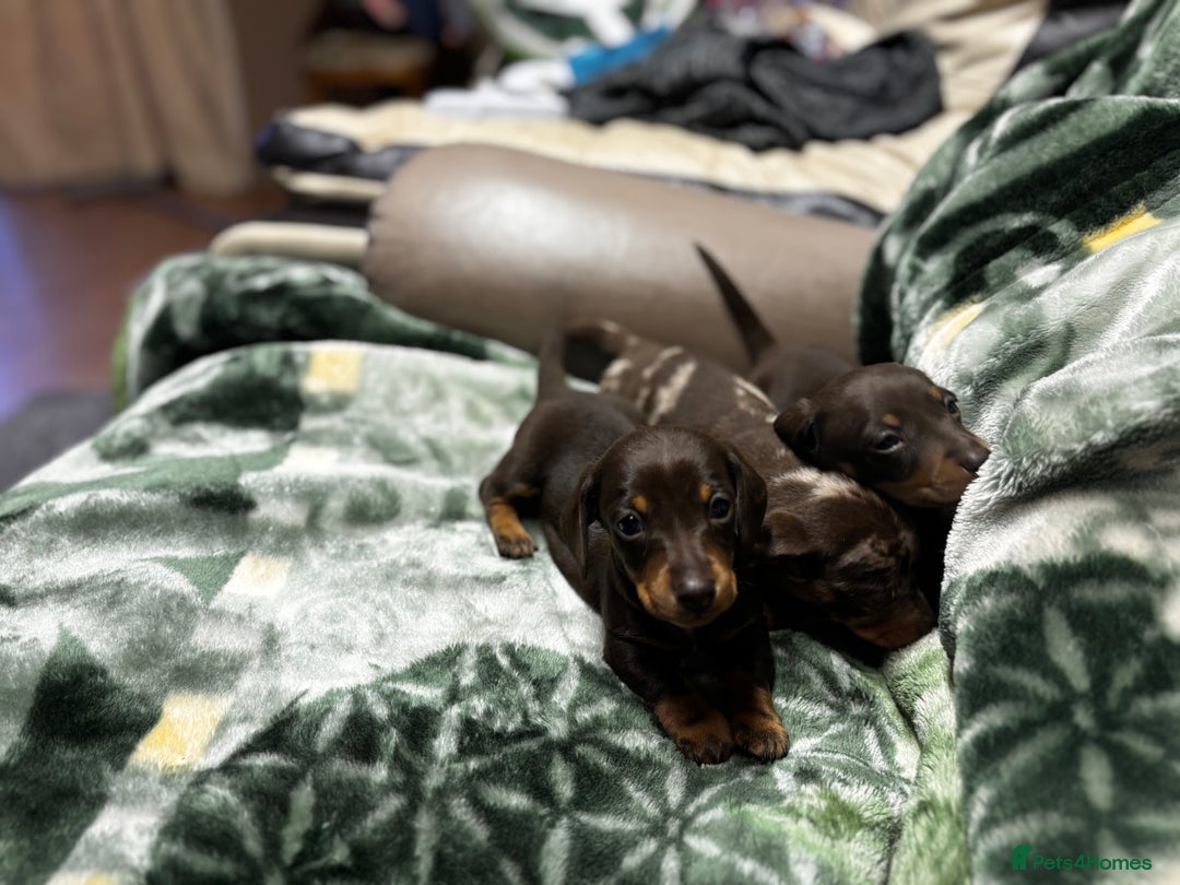 Miniature Dachshund dogs for sale: Miniature dachshund puppies - Image 4