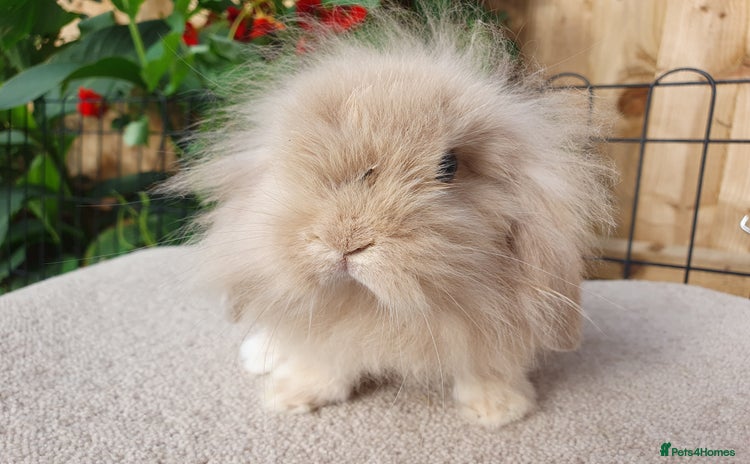 Mini Lion Lop rabbits - Advert 1