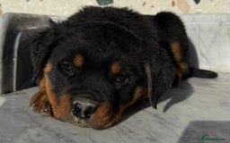 Rottweiler dogs for sale: Stunning chunky Rottweiler puppies - Image 15