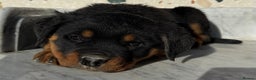 Rottweiler dogs for sale: Stunning chunky Rottweiler puppies - Advert 15