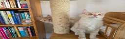 Maine Coon cats for sale: Two beautiful Maine Coon kittens - Advert 4