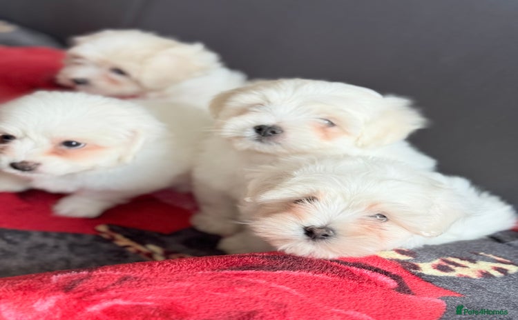 Maltese dogs - Advert 2