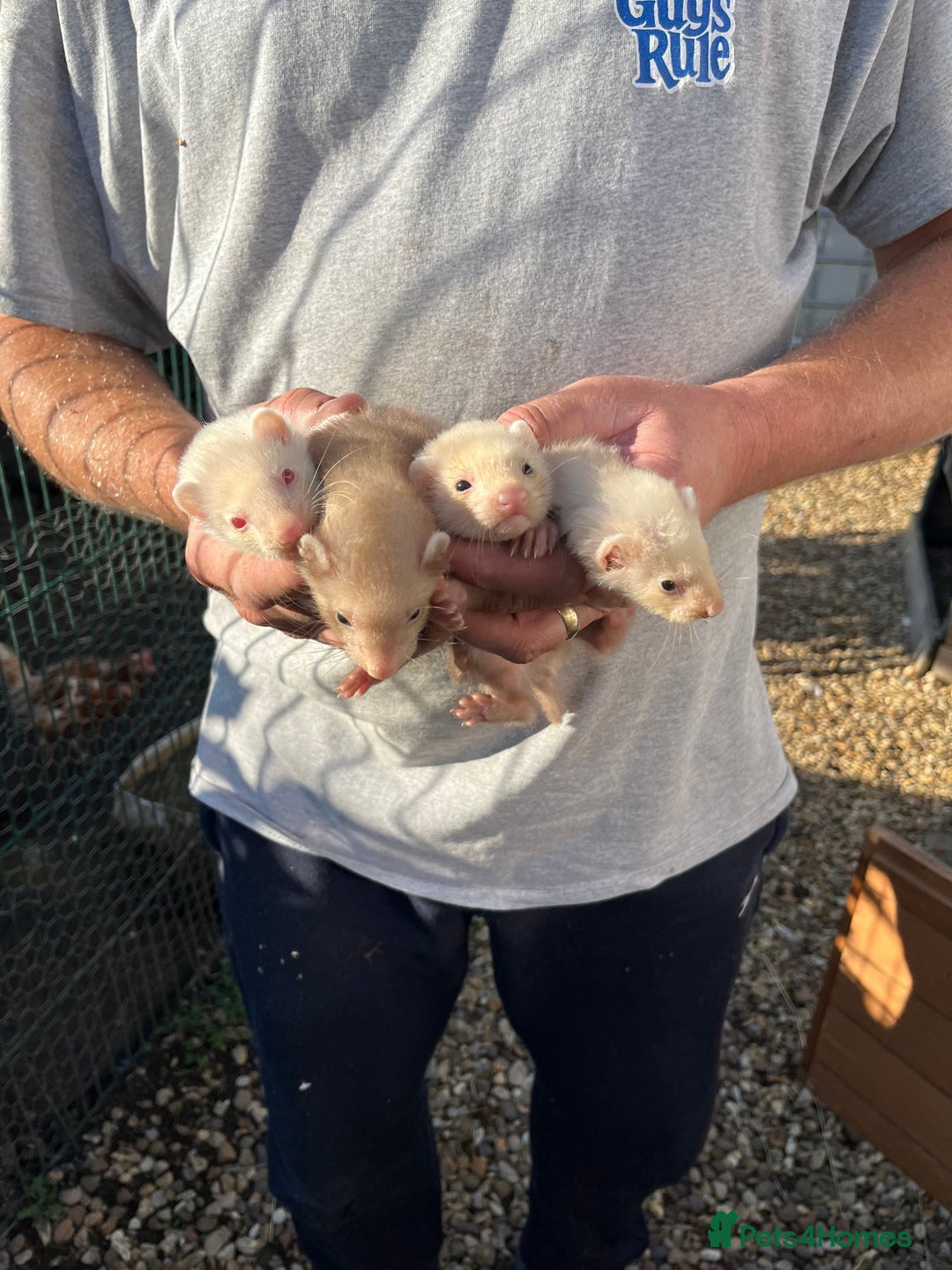Ferret rodents for sale: Male ferrets (hobs) - Image 1