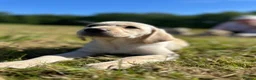 Labrador Retriever dogs for sale: International FTCH sired working Labrador pups  - Advert 10