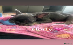 French Bulldog dogs for sale: French bulldog - Image 17