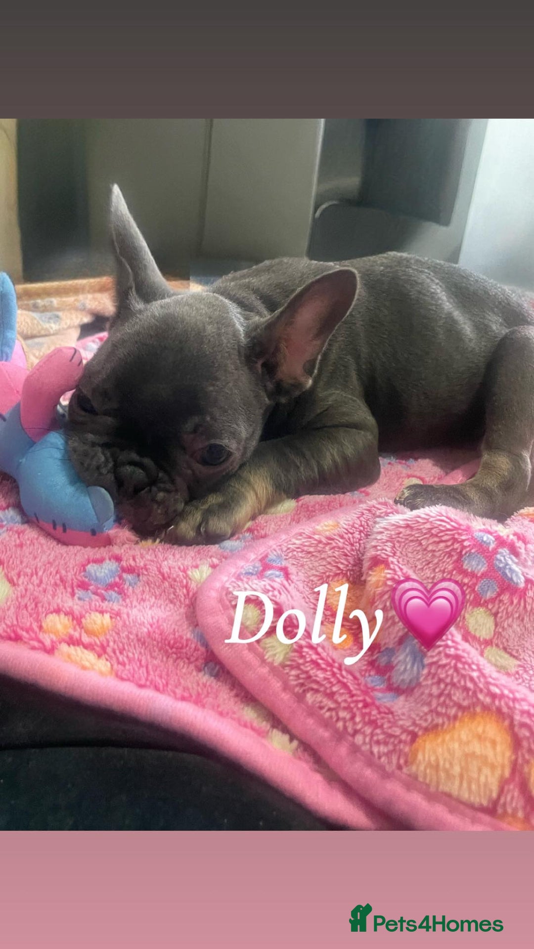 French Bulldog dogs for sale: French bulldog - Image 17