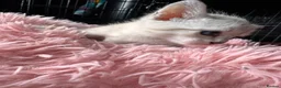 Oriental cats for sale: Only 2 remaining- snow orientals. 1 girl 1 boy - Advert 18
