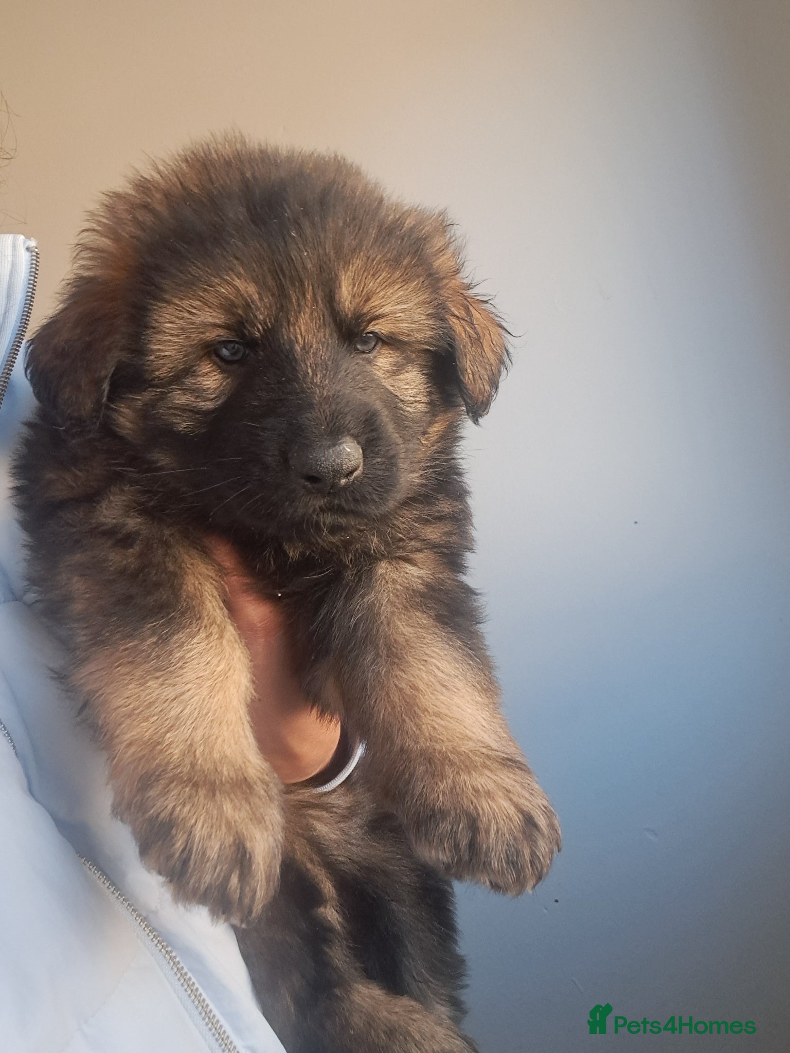 German Shepherd dogs German Shepherd straight back working line  - Advert 9