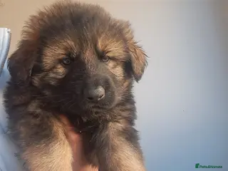 German Shepherd dogs German Shepherd straight back working line - Advert 17