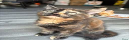 Mixed Breed cats for sale: Adorable Kittens Looking for Loving Homes!  - Advert 7