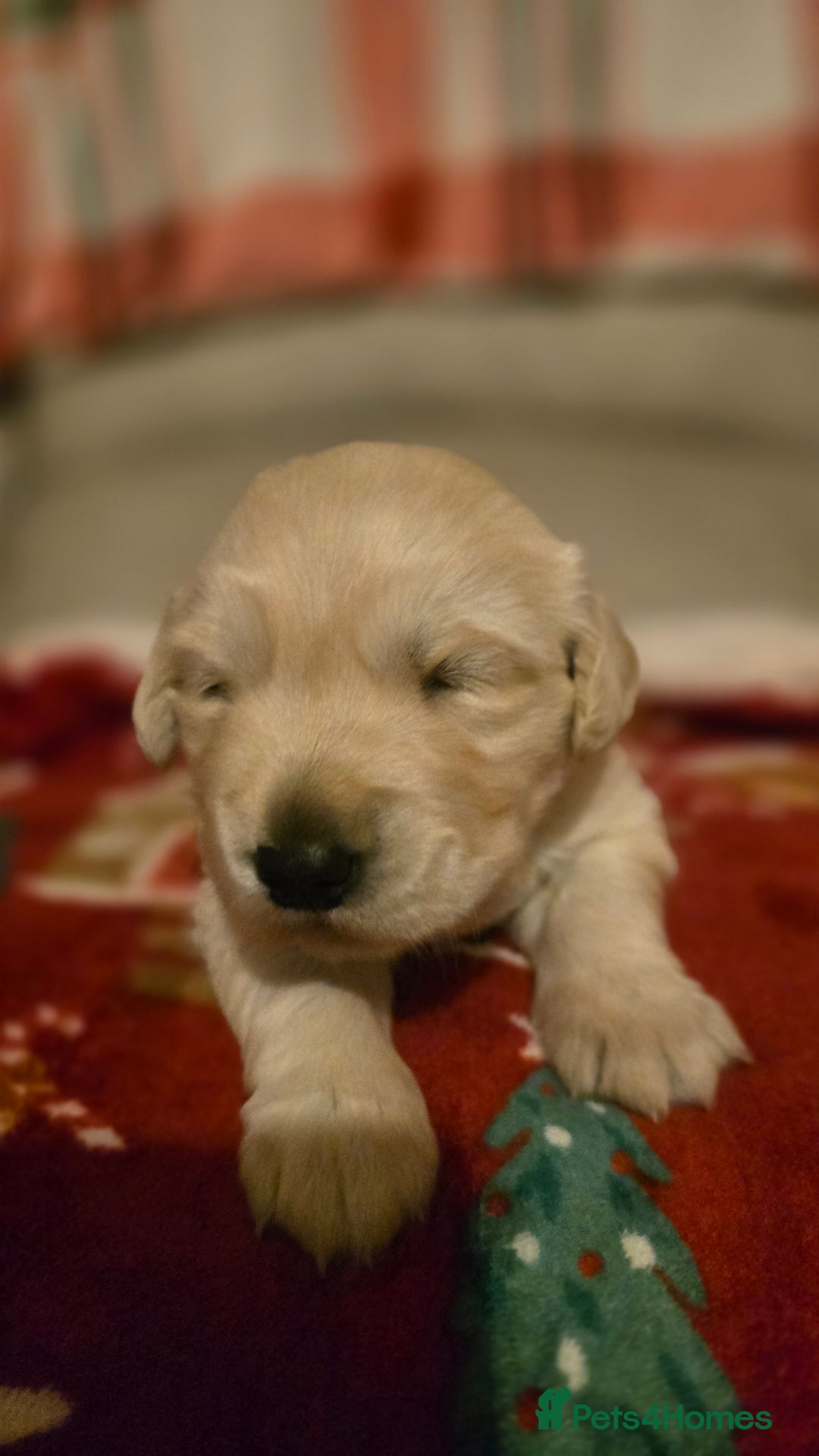 Golden Retriever dogs for sale: Chunky golden retrievers  - Advert 9