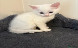 Domestic Shorthair cats for sale: Kittens looking for forever home.  - Image 31