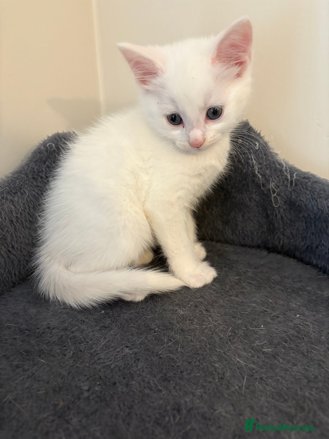 Domestic Shorthair cats for sale: Kittens looking for forever home.  - Image 31