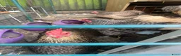 Chickens poultry for sale: Flock of lovely bantams  in London - Advert 4