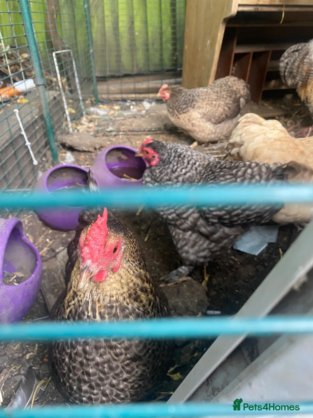 Chickens poultry for sale: Flock of lovely bantams  in London - Advert 4