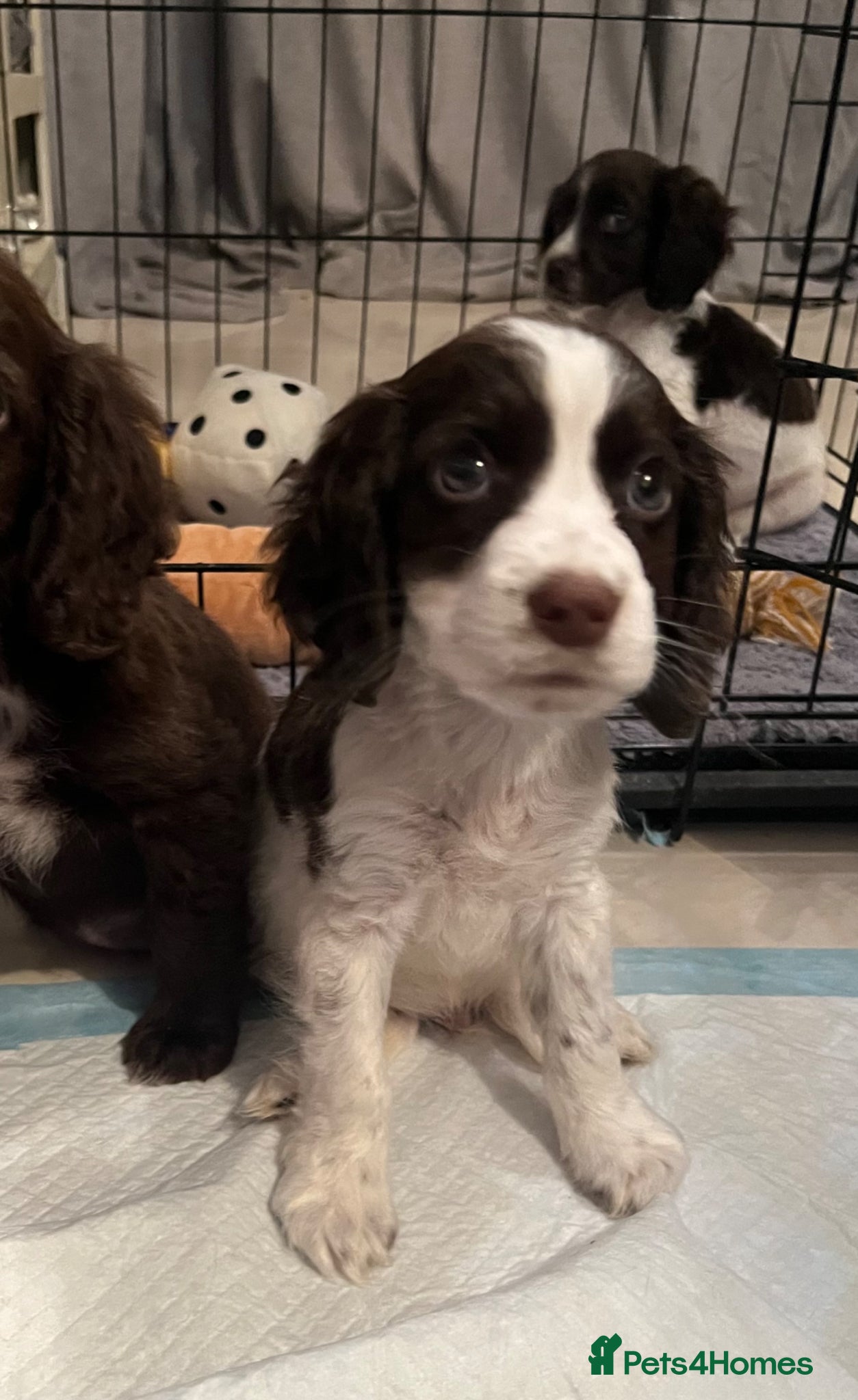 Cocker Spaniel dogs 🐶❤️Gorgeous Cocker Spaniels Puppies  - Advert 2