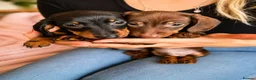 Miniature Dachshund dogs for sale: READY NOW!! Beautiful Miniature Dachshund Puppies - Advert 5