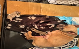 French Bulldog dogs for sale: Two gorgeous French bulldog males  - Advert 3