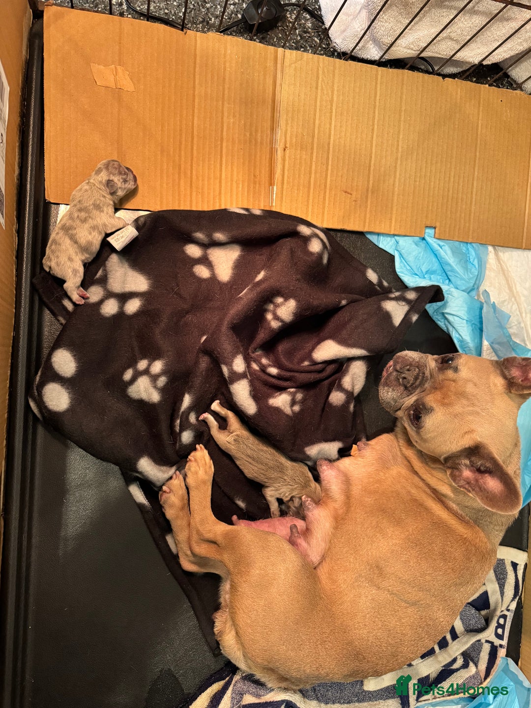 French Bulldog dogs for sale: Two gorgeous French bulldog males  - Advert 3