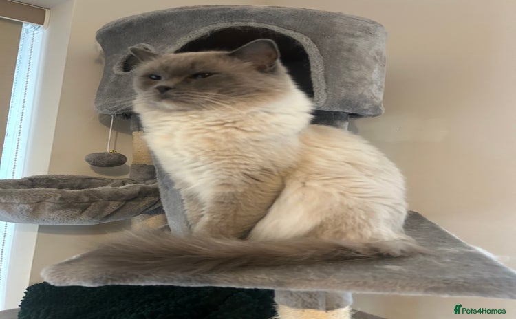 Ragdoll cats - Advert 11