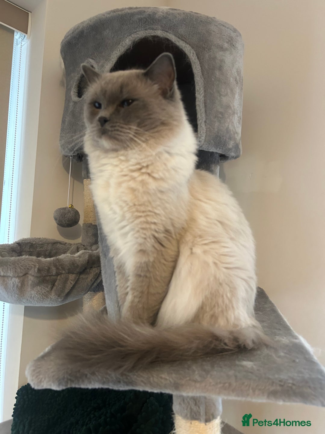 Ragdoll cats for sale: Adult Male Ragdoll Cat - Image 1