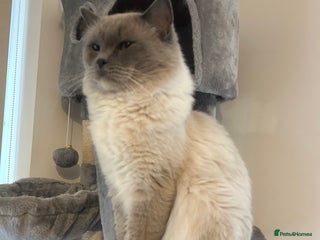 Ragdoll cats - Advert 14