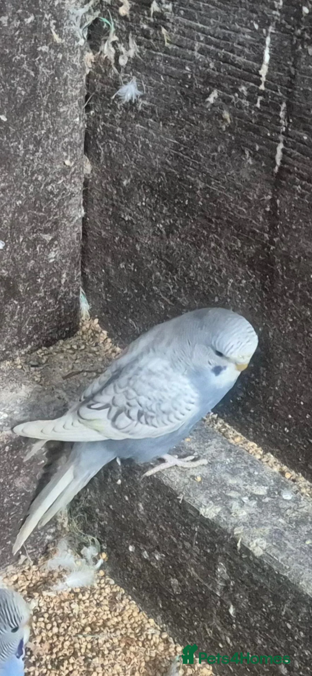 Budgerigars birds for sale: Budgies  - Advert 1