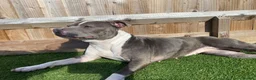 Staffordshire Bull Terrier dogs for sale: Female for rehoming  in Lincoln - Advert 10