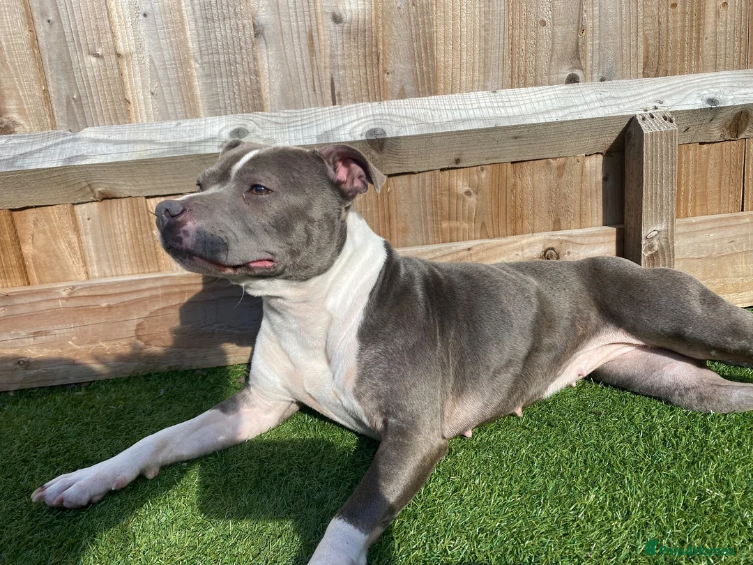Staffordshire Bull Terrier dogs for sale: Female for rehoming  in Lincoln - Advert 10