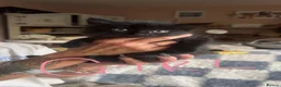 British Longhair cats for sale: Fluffy Black and Black and White Kittens! - Advert 3