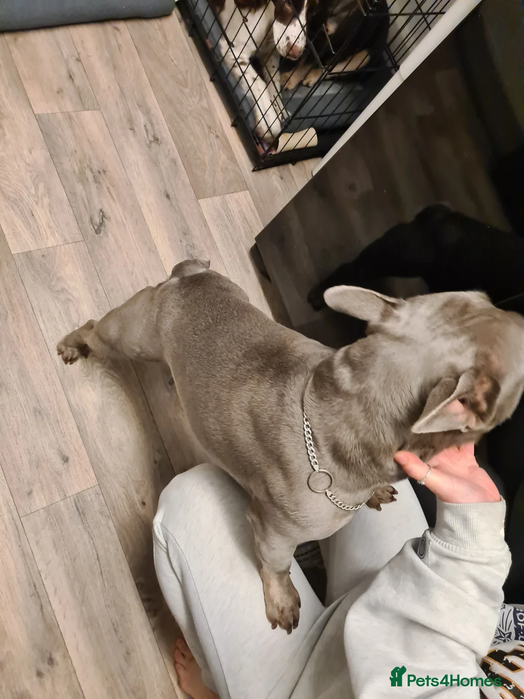 French Bulldog dogs for stud: Male lilac French bulldog for stud. Kc registered - Advert 5