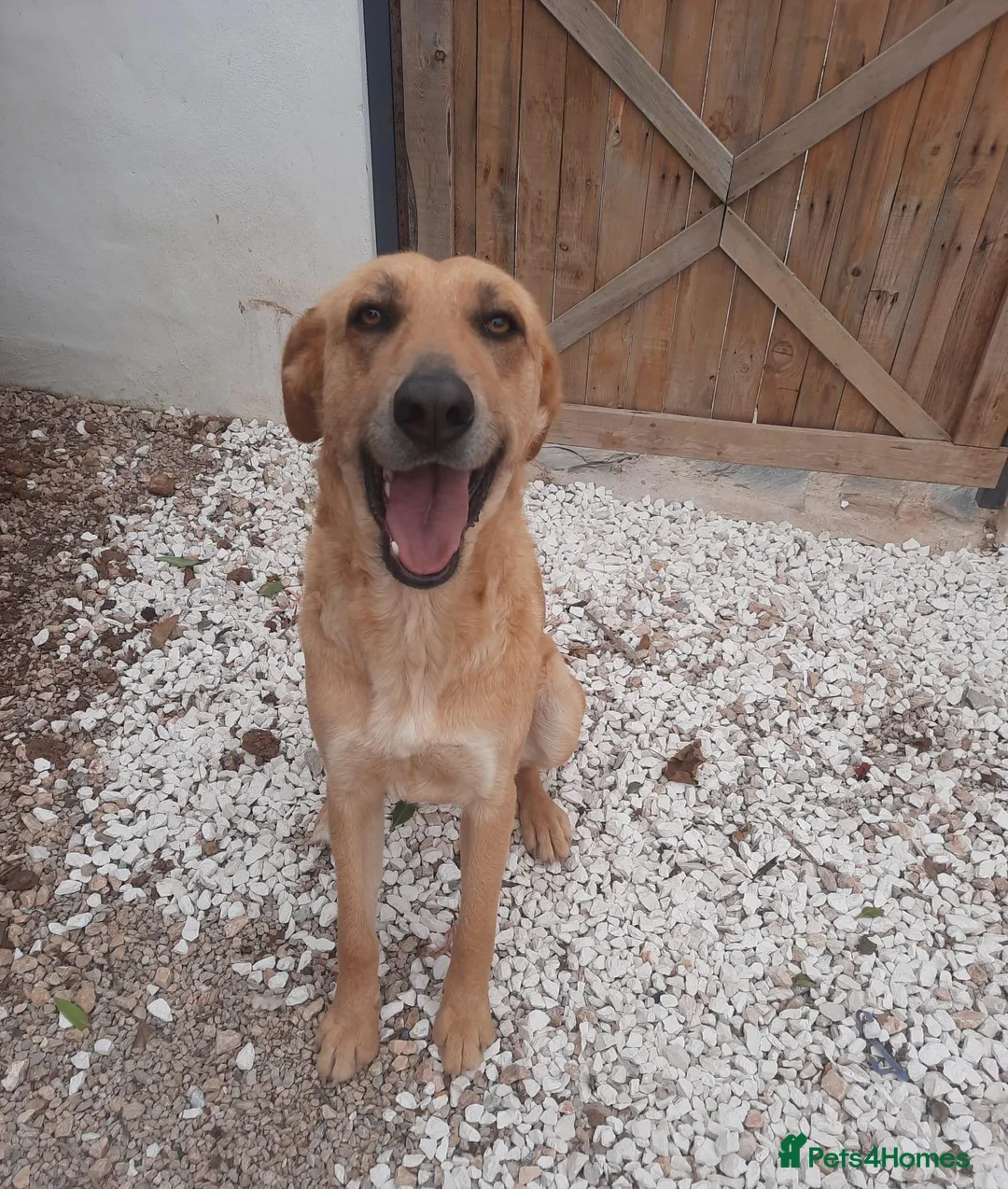 Mixed Breed dogs for adoption: Forever Home for Puppy Phoebe  - Advert 3