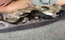 Chihuahua dogs for sale: Pure bred chihuahua  - Image 4