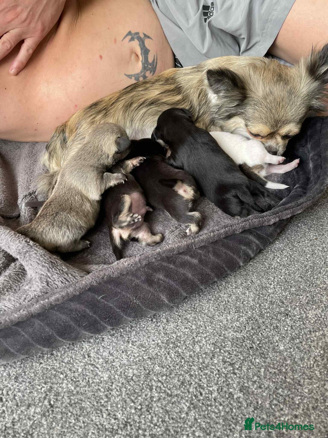 Chihuahua dogs for sale: Pure bred chihuahua  - Image 4