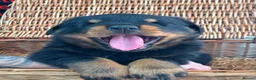 Rottweiler dogs for sale: 3 big chunky Rottweiler pups - Advert 4
