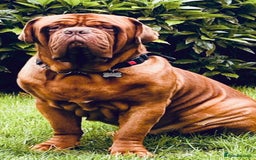 Dogue De Bordeaux dogs for sale: High quality Dogue de Bordeaux - Image 6