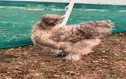 Chickens poultry for sale: Silkie hens, bantams and chicks  - Image 5