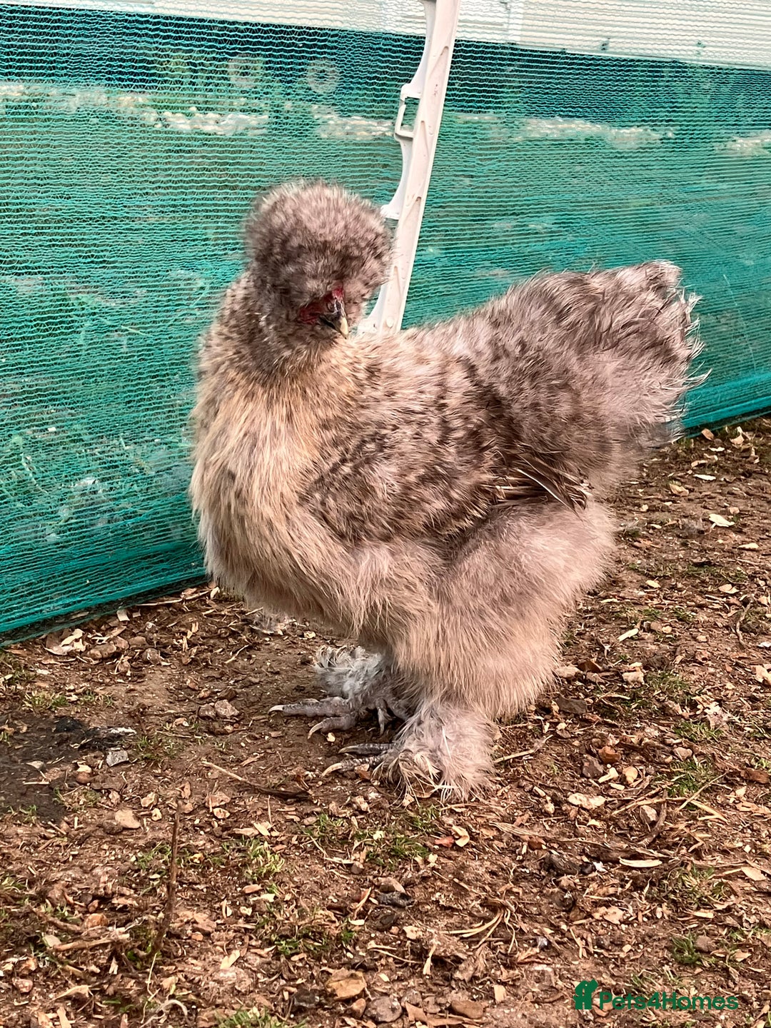 Chickens poultry for sale: Silkie hens, bantams and chicks  - Image 5