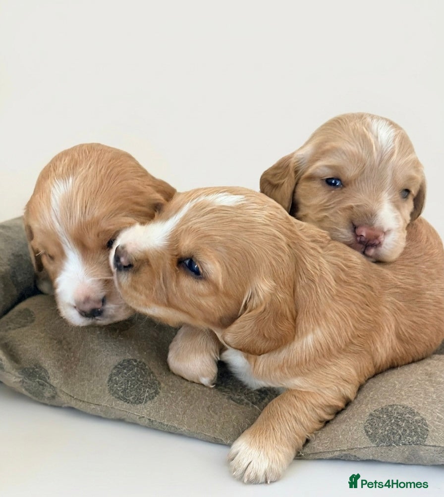 Cocker Spaniel dogs Amazing WCS PUPS 🐶 - Advert 1
