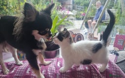 Munchkin cats for sale: Munchkin x Scottish Fold - Image 21
