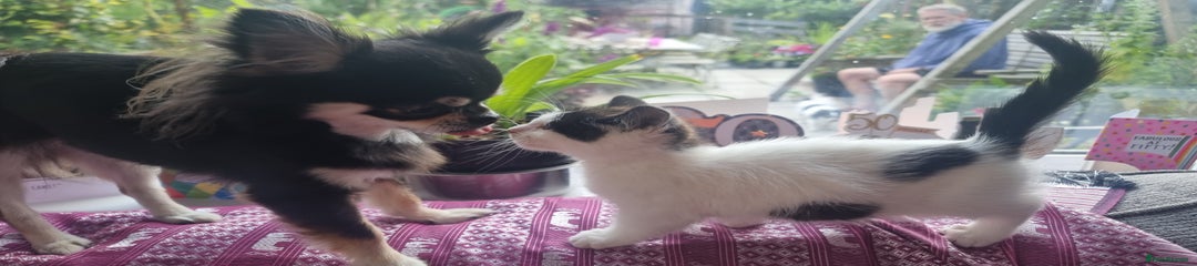 Munchkin Kitten 3