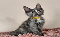 Maine Coon cats for sale: Ready now - TICA MaineCoon Kittens - Image 3