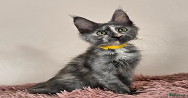 Maine Coon cats - Advert 11