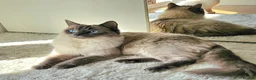 Ragdoll cats for sale: Stunning Ragdoll Kittens Available - Advert 12