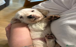 Cockapoo dogs for sale: Gorgeous F2 cockapoo puppies  - Image 2