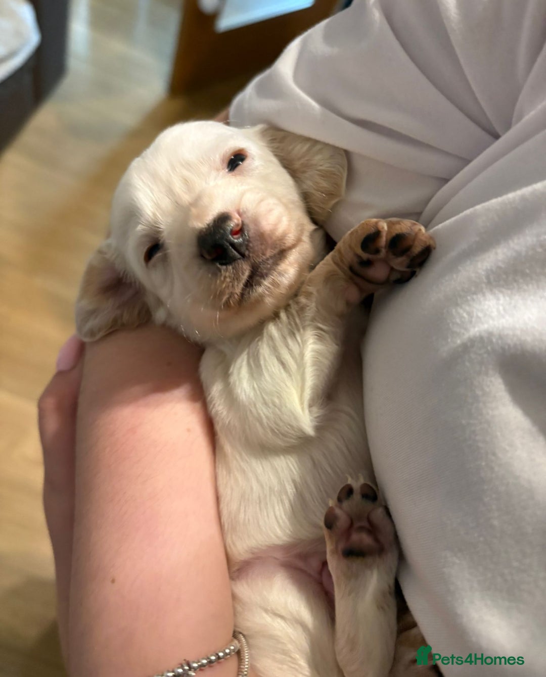 Cockapoo dogs for sale: Gorgeous F2 cockapoo puppies  - Image 2