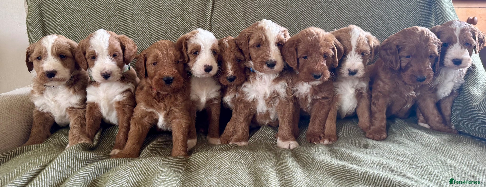 Australian Labradoodle dogs Gorgeous Tuxedo Marking Australian Labradoodles - Advert 1