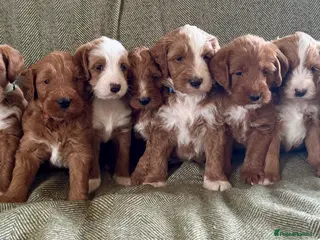Australian Labradoodle dogs for sale: Gorgeous Tuxedo Marking Australian Labradoodles - Advert 1
