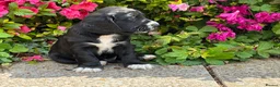 Cocker Spaniel dogs for sale: Show type puppies from health tested parents - Advert 2