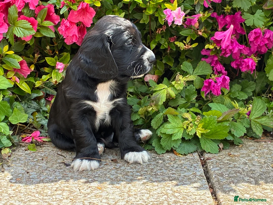 Cocker Spaniel dogs for sale: Show type puppies from health tested parents - Advert 2